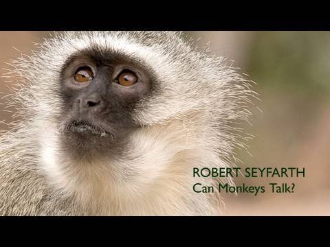 Robert Seyfarth: Can Monkeys Talk?