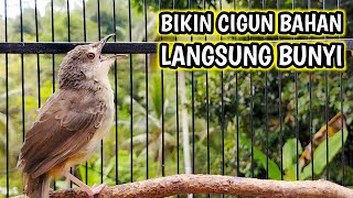 Download lagu Pancingan Cigun Agar Bunyi dan Cepat Ngriwik, Cigun Bahan Auto Emosi mp3