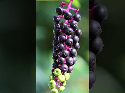 Pokeberries - Last Flower - Misc Originals