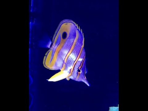 Copperband Butterfly Fish is slowly starving in reef tank.