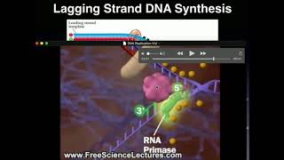 DNA Replication of the Lagging Strand: Explanation Followed by Animation