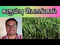 Mattu Pongal Special 2019 Maattu Pongal Sugarcane History Sweet Pongal