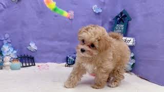 ハーフ犬の動画01