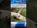 Farmer finds UNiCORN bone! while plowing his field in low #news #shorts