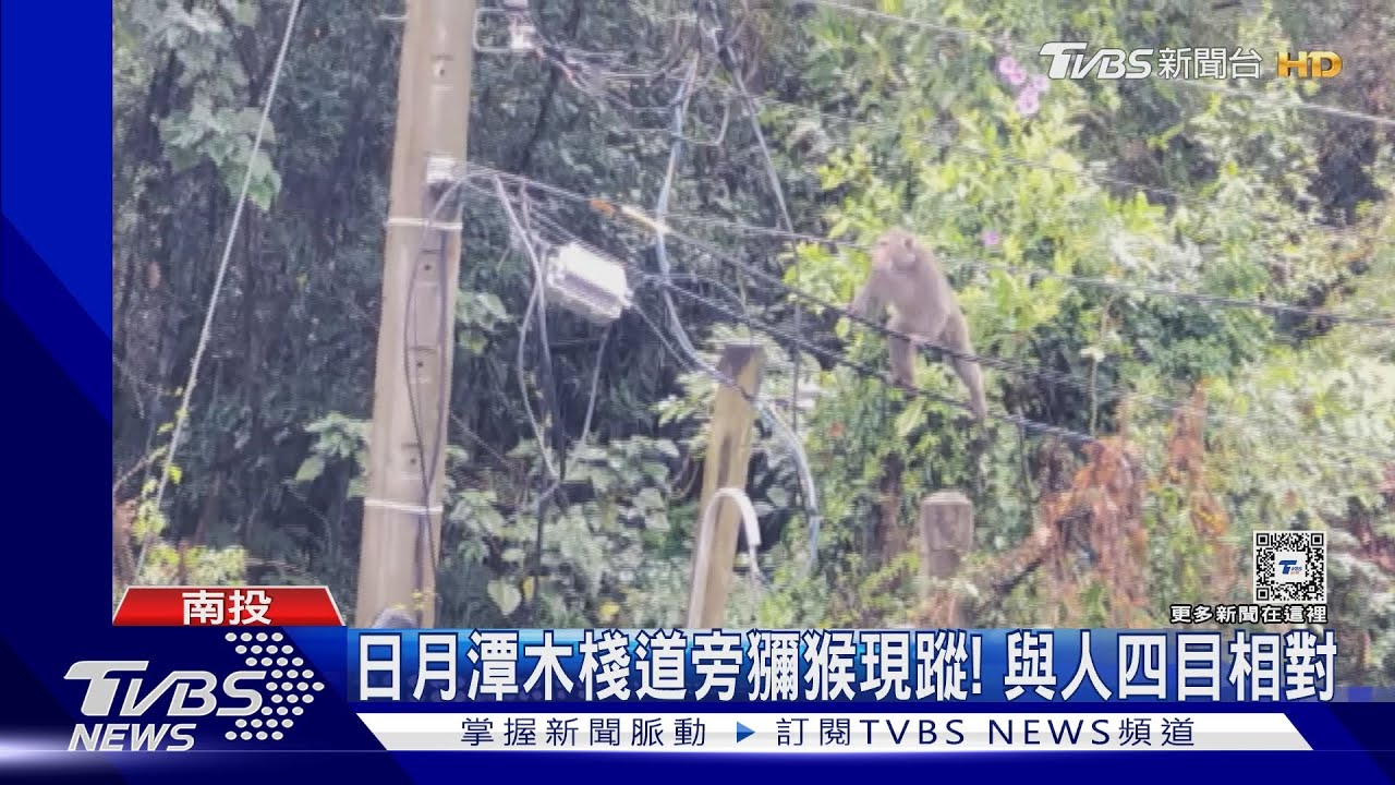 日月潭木棧道旁獼猴現蹤! 與人四目相對