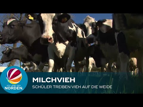 Schüler treiben Milchvieh in Oldenburg auf die Weide