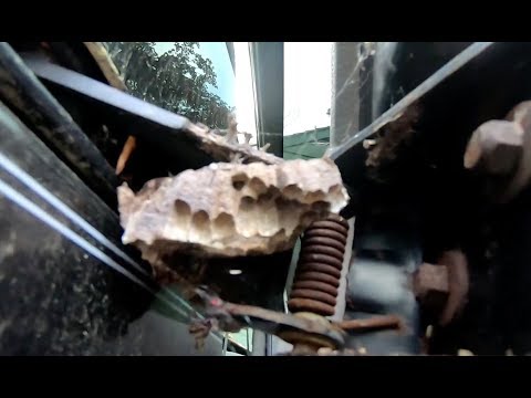 YouTube video about: How to get rid of wasp nest in car mirror?