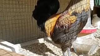 Super rooster crowing (fainted)