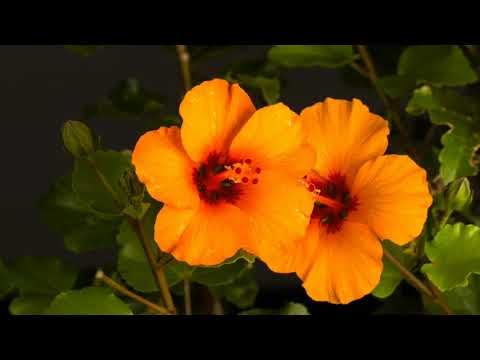 Watch Beautiful Flowers Bloom Before Your Eyes | Short Film | Worthy Videos