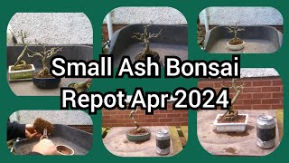 Small Ash Bonsai Repot Apr2024