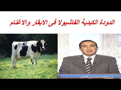 , title : 'الدودة الكبدية الفاشيولا فى الابقار والاغنام الاسباب والاعراض والوقاية والعلاج بالتفصيل'