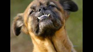 Puppy Love - Paul Anka - (for the love of puppies)