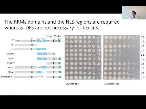 <p>Molecular determinants of Matrin-3 toxicity and misfolding to characterize its implications in ALS</p>