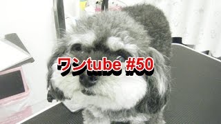 ワンtube #50 Dog Grooming