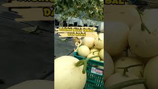 Download lagu panen melon super sweet D25 mp3 Download lagu panen melon super sweet D25 mp3