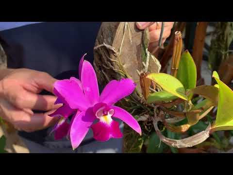 How I care for my Cattleya violacea