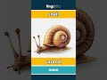 snail - caracol video thumbnail