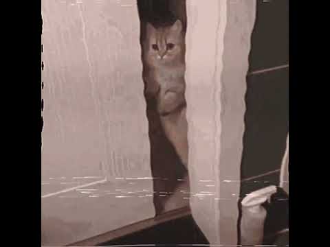 Bassjackers vs Kosheen - Hide Your Fokt Op Contourje (Tiestos ClubLife Mash-up)