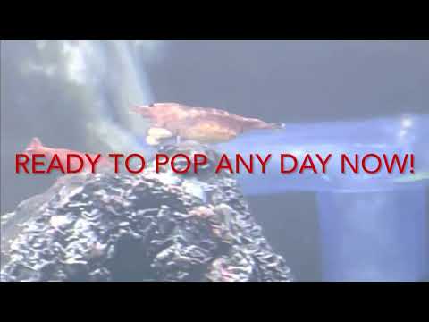 Pregnant cherry shrimp! How to breed shrimp