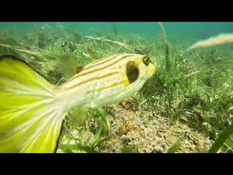 Snorkeling Labengki and Sombori Islands, Sulawesi, Indonesia