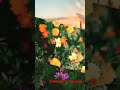 Chahoge Aise Tum Mujhko Aisi Kab Tak Flowers Status Short