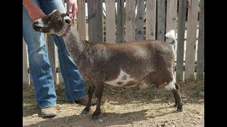 How To Shave A Goat For Show