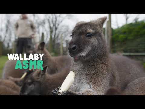 Relaxing Wallaby Dinner asmr  - FULL VIDEO