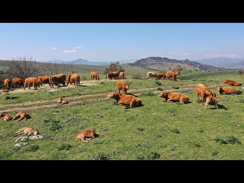 , title : 'AGRINET - L’allevamento sostenibile della carne bovina tra i pascoli incontaminati delle Madonie'