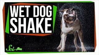 Why Do Dogs Shake to Dry Off?
