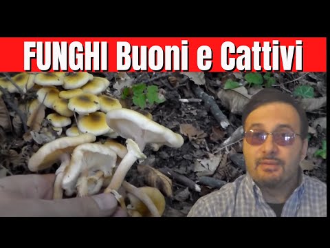 Spinga un simile anime su un parassita Nel bambino striscia che fare