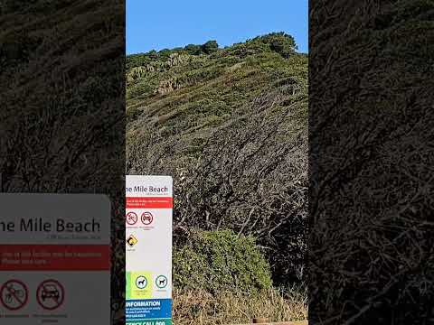 A beach in Forster Nsw #viralvideo #viralshorts #beach #nature #trending #travel #photography