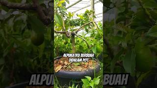 Download lagu ALPUKAT BERBUAH DIDALAM POT @hasiltanikita #buah #alpukat #potbu #heppyasmara mp3 Download lagu ALPUKAT BERBUAH DIDALAM POT @hasiltanikita #buah #alpukat #potbu #heppyasmara mp3