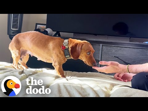 Scared Dachshund Accepts Love From Foster Dad After 6 Weeks  | The Dodo