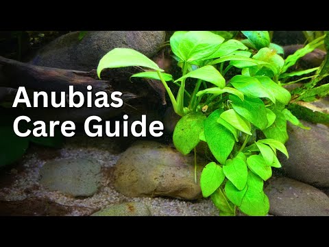 Anubias Plant Care Guide for Beginners: Easy Tips, Tricks and Tutorial 🌿