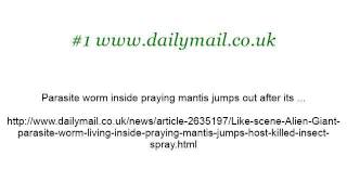 Tips On Caring For An Injured Praying Mantis