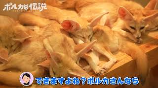 尾丸ポルカ - 【ポルカの伝説】フェネックの三つ子にご対面！？