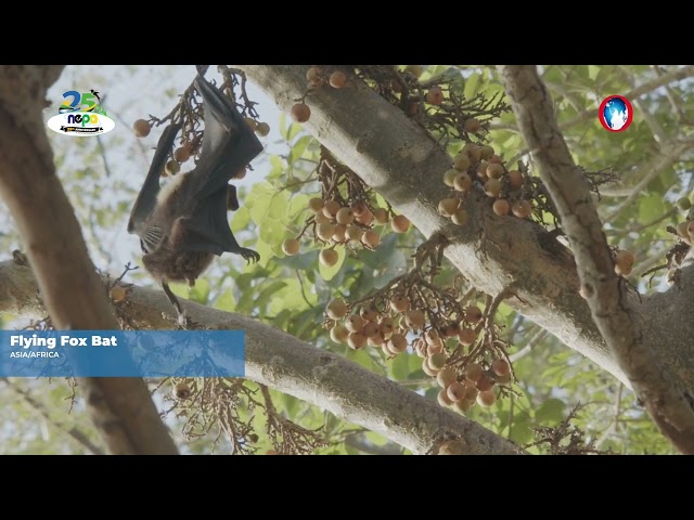 Fi Wi Land: Beyond the duppy stories, discover the value of Jamaica’s bats