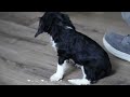 Cavalier King Charles Spaniel dogs for sale: Sparky - Video 1