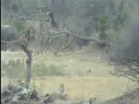 Breeding Herd of Elephants on Africam