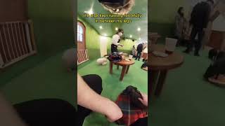 Download lagu Mini Pig Cafe in Japan 🐷 🍱 mp3 Download lagu Mini Pig Cafe in Japan 🐷 🍱 mp3