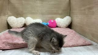 ソマリの動画01