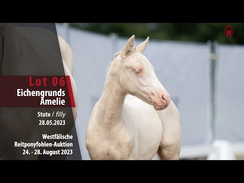Reitponyfohlen-Auktion Lot  06 Eichengrunds Amelie Stute v. A new Star I NRW - Dreiklang AT