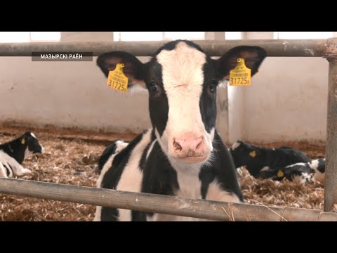 Мазырскі раён лідзіруе па вытворчасці малака. Нашы карэспандэнты пабывалі на лепшай ферме раёна видео