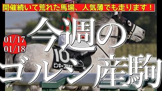 今週のゴールドシップ産駒 (01/17,18)【開催続いて荒れた馬場、人気薄でも走ります！／ピンキープロミスなど】