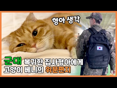 군대 복귀한 집사 형아에게 보내는 고양이 베니의 위문 편지