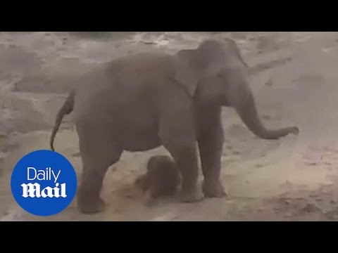 Una elefanta enfurecida mata a un aldeano que fotografiaba con su celular a su cría muerta