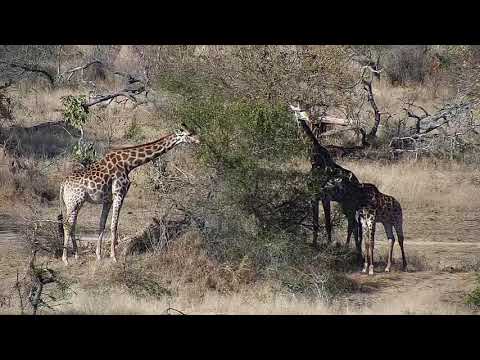 Djuma: Group of four Giraffes feeding - 15:01 - 07/31/20