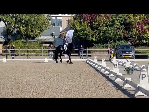 Stal Okkema's Willem - Michiel x Brandus - *sport-elite* Ster stallion - 2015 - 1.68m