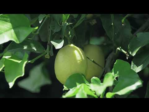 7988 Casa Fleur Casa aislada / Villa Costa Brava Begur