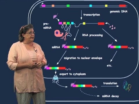 Exons and introns - Melissa Moore (U Mass/HHMI)
